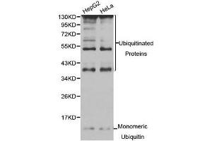 Western blot analysis of extracts of HepG2 and HeLa cell line, using UBC antibody. (UBC antibody)
