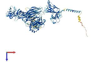 Cation Channel, Sperm-Associated, beta (CATSPERB) (AA 1-1109) protein (His tag)