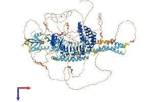 AlphaFold protein structure predicition of Human Recombinant CARMIL3 Protein, UniprotID Q8ND23 (LRRC16B Protein (AA 1-1372) (His tag))