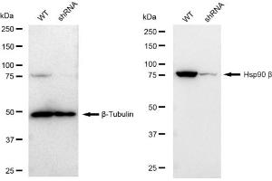 Western blotting analysis using Hsp90 beta antibody (ABIN7798873).