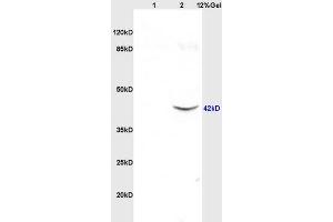 Lane 1: rat brain lysates Lane 2: mouse intestine lysates probed with Anti SRG4/TSARG4 Polyclonal Antibody, Unconjugated  at 1:3000 90min in 37˚C. (SUN5 antibody  (AA 161-275))