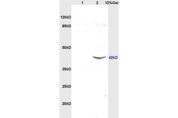 SUN5 antibody  (AA 161-275)