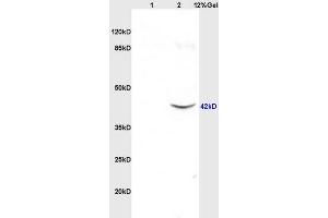 SUN5 antibody  (AA 161-275)