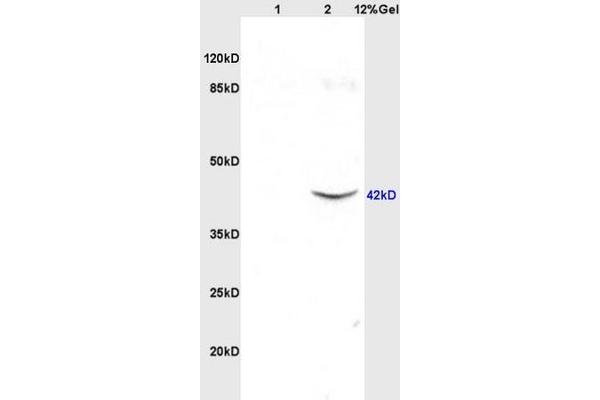 SUN5 anticorps  (AA 161-275)