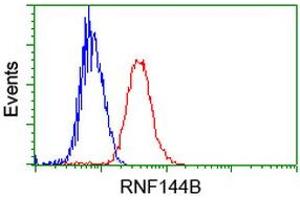 Image no. 1 for anti-Ring Finger Protein 144B (RNF144B) (AA 1-256) antibody (ABIN1490649) (RNF144B antibody  (AA 1-256))