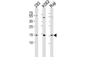 Western blot analysis of lysates from 293, K562, Raji cell line (from left to right), using Histone H2A. (H2AFX antibody  (Ser139))
