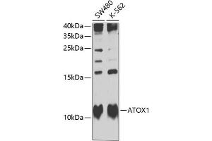 Western blot analysis of extracts of various cell lines, using  Antibody  at 1:1000 dilution. (ATOX1 antibody  (AA 1-68))