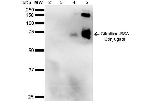 Western Blot analysis of Citrulline-BSA Conjugate showing detection of 67 kDa Citrulline-BSA using Mouse Anti-Citrulline Monoclonal Antibody, Clone 2D3-1B9 . (Citrulline antibody  (Atto 390))