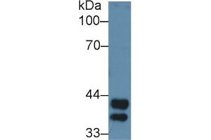 Western Blot; Sample: Mouse Liver lysate; Primary Ab: 3µg/ml Rabbit Anti-Rat Hpt Antibody Second Ab: 0. (Haptoglobin antibody  (AA 104-346))