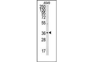 Western blot analysis of Neugrin Antibody (C-term) Cat. (NGRN antibody  (C-Term))