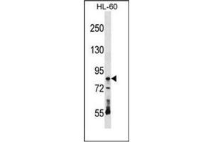 Western blot analysis of RAVER1 Antibody (N-term) in HL-60 cell line lysates (35ug/lane).