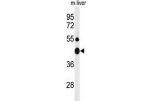 Western blot analysis of CHN2 (arrow) in mouse liver tissue lysates (35ug/lane) using ARHGAP3/CHN2  (CHN2 antibody  (Middle Region))