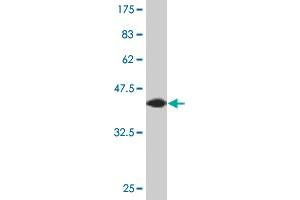 Western Blot detection against Immunogen (44. (AGR2 antibody  (AA 1-175))