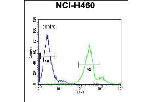 Flow cytometric analysis of NCI-H460 cells (right histogram) compared to a negative control cell (left histogram). (LAPTM5 antibody  (N-Term))