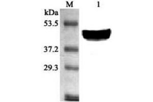 Western blot analysis using anti-SCD1 (mouse), pAb  at 1:2'000 dilution. (Stearoyl-Coenzyme A Desaturase 1 (SCD1) (AA 21-33) antibody)