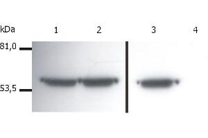 Vimentin antibody