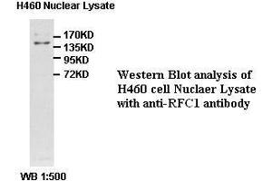 Image no. 1 for anti-Replication Factor C (Activator 1) 1, 145kDa (RFC1) antibody (ABIN791217) (RFC1 antibody)