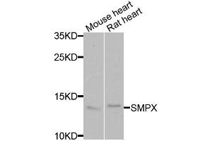 Western blot analysis of extracts of various cell lines, using SMPX antibody (ABIN5974080) at 1/1000 dilution. (SMPX antibody)