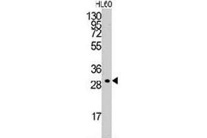 Western blot analysis of CCNC polyclonal antibody  in HL-60 cell line lysates (35 ug/lane). (Cyclin C antibody  (C-Term))
