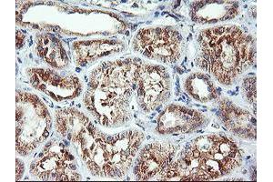 Immunohistochemical staining of paraffin-embedded Human Kidney tissue using anti-CAMLG mouse monoclonal antibody.