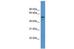 Image no. 1 for anti-Adenylosuccinate Lyase (ADSL) (AA 188-237) antibody (ABIN6746728) (Adenylosuccinate Lyase antibody  (AA 188-237))