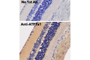 Immunohistochemistry (IHC) image for anti-Sodium Potassium ATPase, alpha1 (ATP1A1) (N-Term) antibody (ABIN7272975) (ATP1A1 antibody  (N-Term))