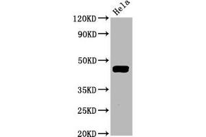 Western Blot Positive WB detected in Hela whole cell lysate All lanes Phospho-MAP2K1 antibody at 1. (Recombinant MEK1 antibody  (pThr292))