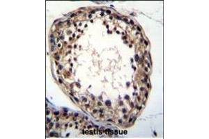 TTC23L Antibody (C-term) (ABIN655561 and ABIN2845064) immunohistochemistry analysis in formalin fixed and paraffin embedded human testis tissue followed by peroxidase conjugation of the secondary antibody and DAB staining. (TTC23L antibody  (C-Term))