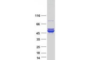 Validation with Western Blot (ACOT9 Protein (Transcript Variant 1) (Myc-DYKDDDDK Tag))