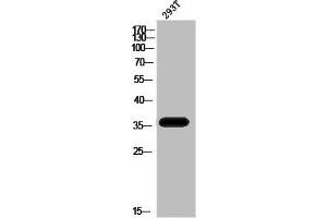 Western Blot analysis of 293T cells using Phospho-PBK (T9) Polyclonal Antibody (PBK antibody  (pThr9))