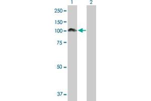 Western Blot analysis of PDCD6IP expression in transfected 293T cell line by PDCD6IP MaxPab polyclonal antibody. (ALIX antibody  (AA 1-868))