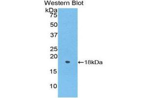 Western Blotting (WB) image for anti-Periostin (POSTN) (AA 24-173) antibody (ABIN1176623)