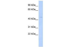 Western Blot showing HTR4 antibody used at a concentration of 1-2 ug/ml to detect its target protein. (Serotonin Receptor 4 antibody  (Middle Region))
