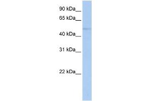 WB Suggested Anti-ZNF610 Antibody Titration:  0. (ZNF610 antibody  (N-Term))