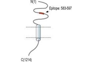 Representative domain view of the target of ABIN7885176.