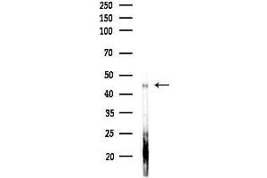 anti-Protein Serine Kinase H1 (PSKH1) (Internal Region) antibody