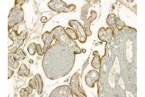 ABIN6260919 and ABIN6277317 at 1/100 staining human normal placenta tissue by IHC-P.