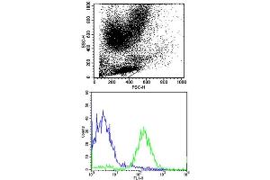 Flow Cytometry (FACS) image for anti-Major Histocompatibility Complex, Class I, B (HLA-B) (AA 62-90), (N-Term) antibody (ABIN652557)