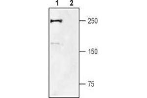 Western Blotting (WB) image for anti-Sodium Channel, Voltage-Gated, Type IX, alpha Subunit (SCN9A) (AA 446-460), (Intracellular) antibody (ABIN7043646)