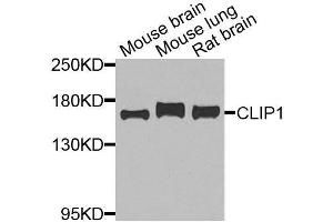Western blot analysis of extracts of various cell lines, using CLIP1 antibody. (CLIP1 antibody  (AA 1228-1427))