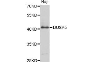 Western blot analysis of extracts of Raji cells, using DUSP5 antibody (ABIN4903529) at 1:1000 dilution.