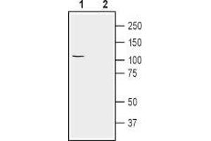 Western blot analysis of human U-87 MG glioblastoma cell lysate: - 1. (ATP1A2 antibody  (Intracellular, N-Term))