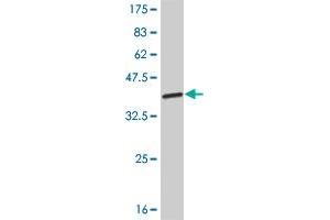 Western Blot detection against Immunogen (32. (SIX3 antibody  (AA 273-332))