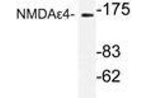 Western blot (WB) analysis of NMDAε4 antibody in extracts from COS-7 cells. (GRIN2D antibody)