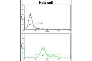 Flow cytometric analysis of hela cells using MC Antibody (Center)(bottom histogr) compared to a negative control cell (top histogr)FITC-conjugated goat-anti-rabbit secondary antibodies were used for the analysis.