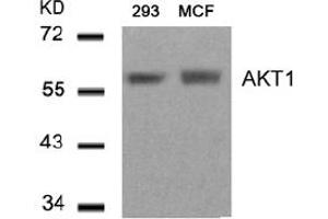 Image no. 3 for anti-V-Akt Murine Thymoma Viral Oncogene Homolog 1 (AKT1) (Thr450) antibody (ABIN319376) (AKT1 antibody  (Thr450))