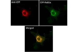 Immunofluorescence (IF) image for anti-CFP Fluorescent Protein antibody (ABIN7273090) (CFP Fluorescent Protein antibody)