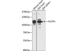 Western blot analysis of extracts of various cell lines, using NCSTN antibody (ABIN7268905) at 1:1000 dilution. (Nicastrin antibody  (AA 429-669))