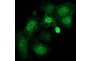 Anti-FAM40A mouse monoclonal antibody (ABIN2454144) immunofluorescent staining of COS7 cells transiently transfected by pCMV6-ENTRY FAM40A (RC210537).
