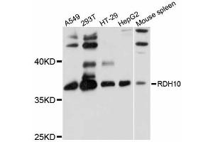 Western blot analysis of extracts of various cell lines, using RDH10 antibody (ABIN6292473) at 1:1000 dilution.